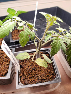 Help! somehow over watering tomato plants | Houzz Forum