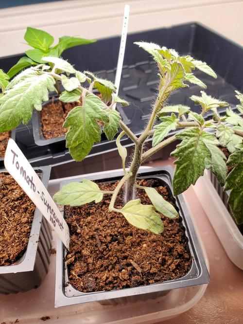 Help! somehow over watering tomato plants