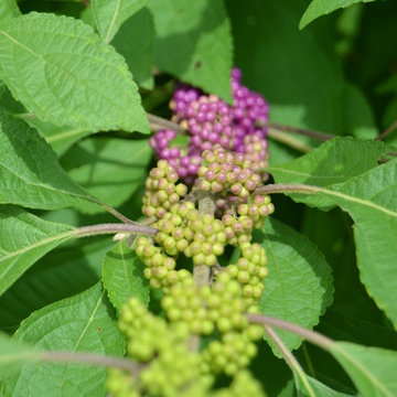 DIY Landscape - American Beauty Berry