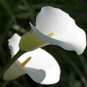 Monica Morris's photo