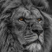 Joseph Ellis's photo