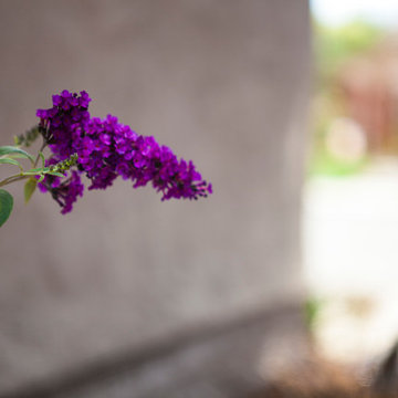 Spanish Lavender