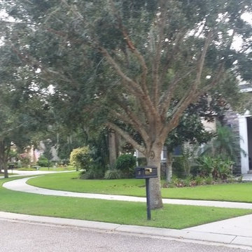 Empire Zoysia