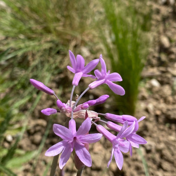 La garrigue en rez-de-jardin