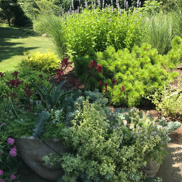Wild Pollinator Garden