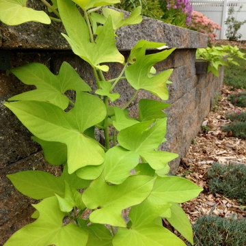 Sweet Potato Vine