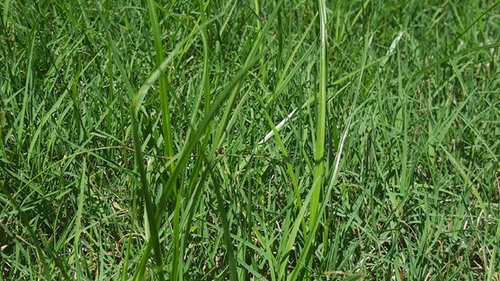 Grass/Plant Identification (North Texas)