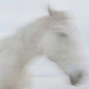 Foto von Tamara Lynn