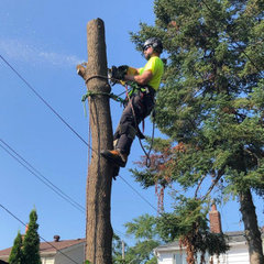 Strategic Tree Services Ltd.