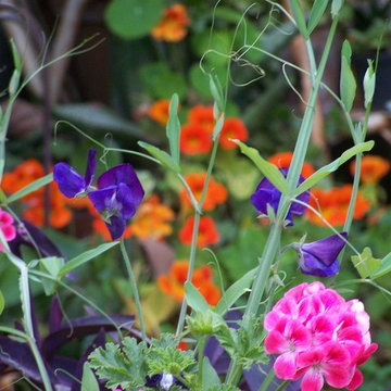 Lathyrus (ex 'King Size navy Blue')