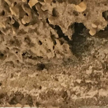 Termite repairs