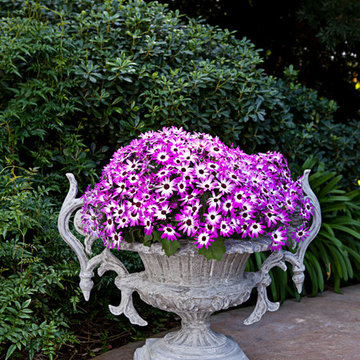 Star Urn with Handles