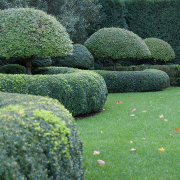 Korean lilac topiary and boxwood
