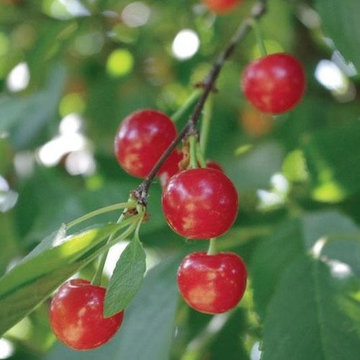 Bali Tart Cherry Tree