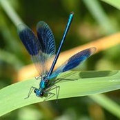 Charlie Anderson's photo