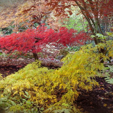 Erable japonais et couleurs d'automne