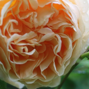 Rosebrook Garden 2017 Garden Tour
