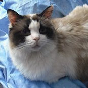 Evita Purr On's photo