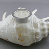 Giant Spider Shell Votive Candle Holder with Sterling Silver