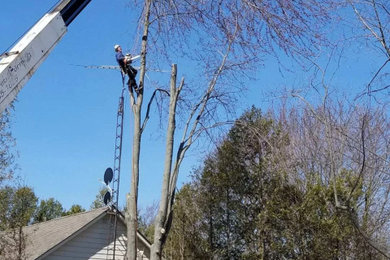 Beaver Tree Service