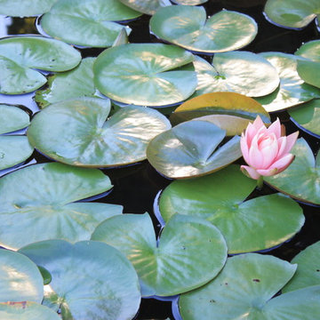 Pond Side Home for a Relocated Tree