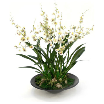 Dancing Orchids in Black Oval Planter