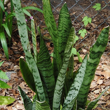 Sansevieria (snake plant)