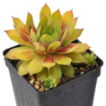 Sempervivum Chick Charms®, Gold Nugget - Hen and Chicks