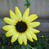 Sana Sardar's photo