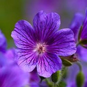 Viktor Ramos's photo