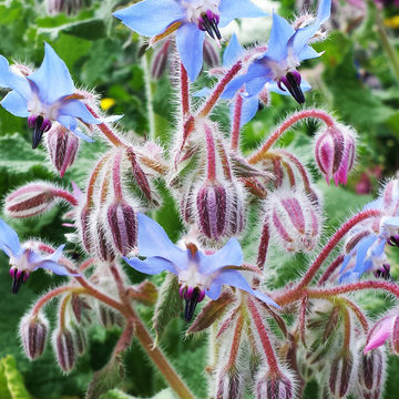 ROOFTOP GARDEN