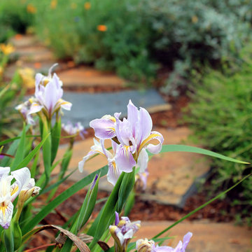 Wolfe Road Garden