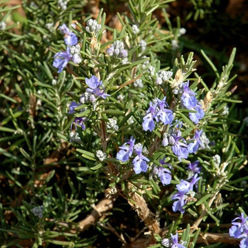 Southwestern Plants