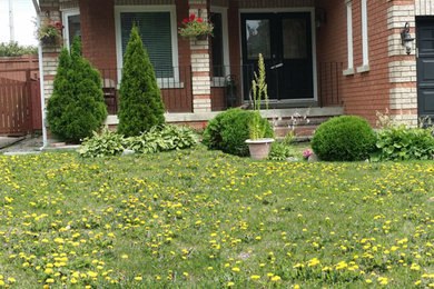 Turn a weed filled lawn into a lush carpet of green grass