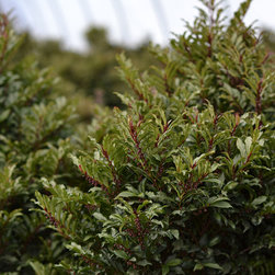 Current Featured Plants - Products