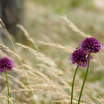 Prairies sauvages