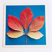 Felix Lemckes foto