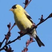 Anne Wieben's photo