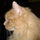 kristin_linne