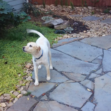Pet friendly landscape