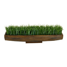 Plants