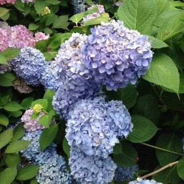 Hydrangea Festival Contest