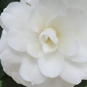 Foto de Karin Cornell