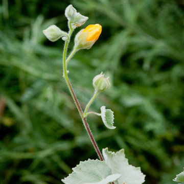 Indian Mallow