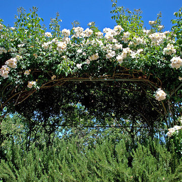 My Favorite Roses