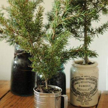 Christmas tree in a pot