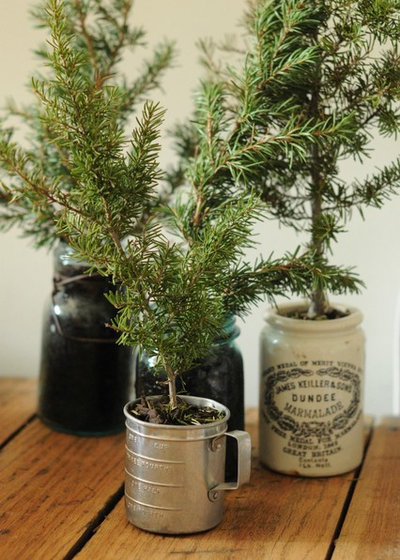 Eclettico  Christmas tree in a pot