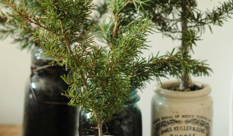 Last-Minute Christmas: Mini Tree in a Pot