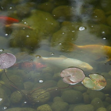 Stream and Koi Pond
