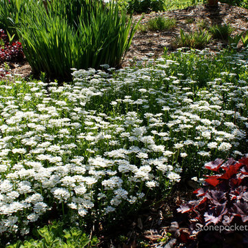 Shade to Sun - A Journey of a Perennial Garden